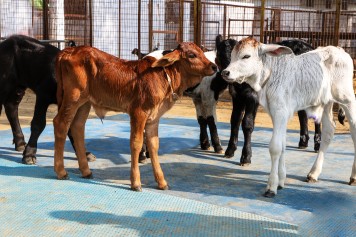 Livestock Production and Management