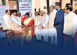 GANGA  India's first cloned Cow